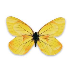 Butterfly_Senna_2_1024x1024