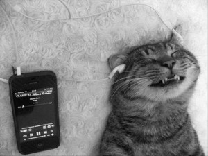 cat-listening-to-headphones-funny-animal-pictures