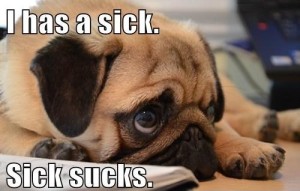 pug-dog-funny-sick-meme-picture